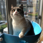 Cama Suspensa para Gato e Cachorro com Ventosa - Pet Premium™