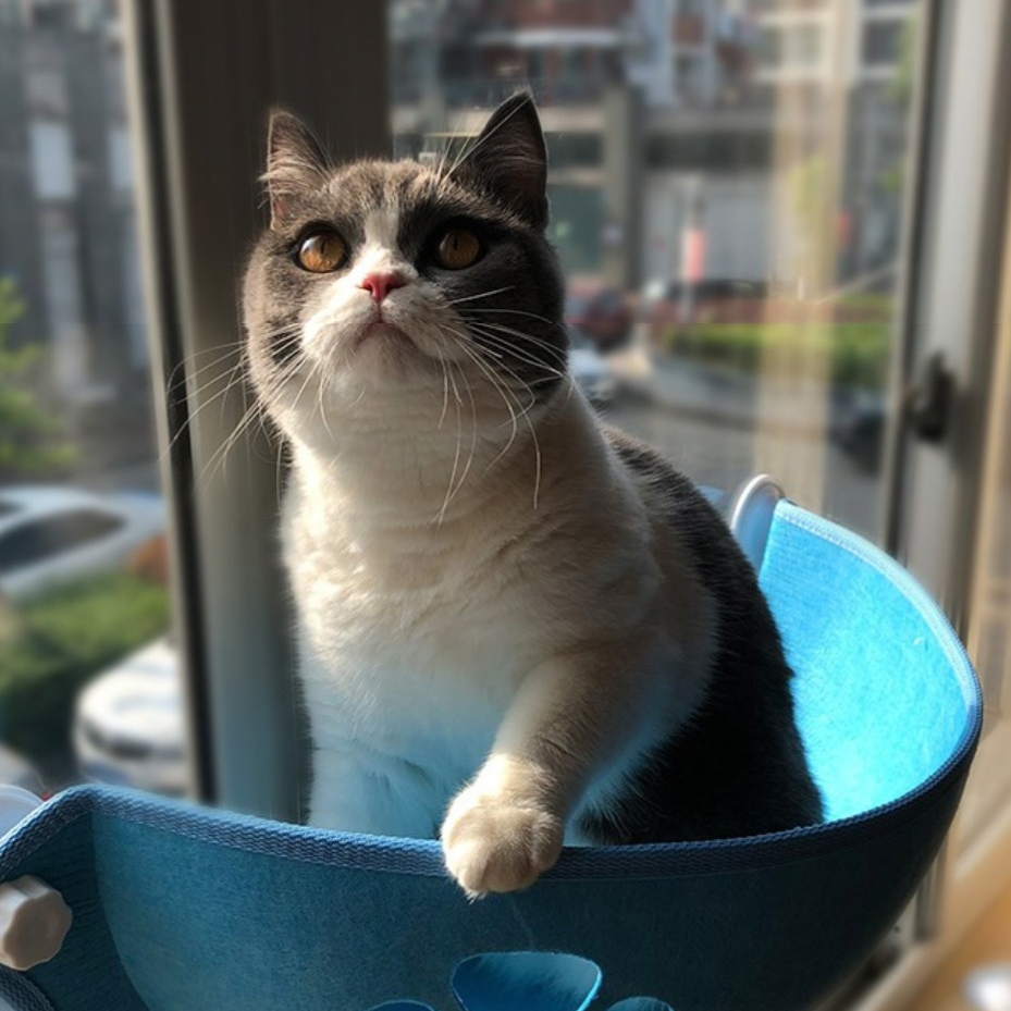Cama Suspensa para Gato e Cachorro com Ventosa - Pet Premium™