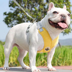 Kit Coleira Peitoral & Guia - Pet Premium™