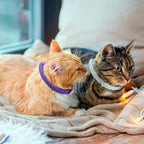 Coleira Calmante Pet Premium™  – Para Ansiedade e Estresse em Cães e Gatos